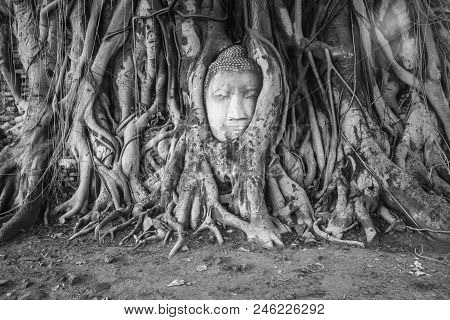 Buddha Head In The Tree With Black And White Colour