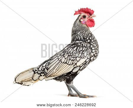 Sebright chicken, standing against white background