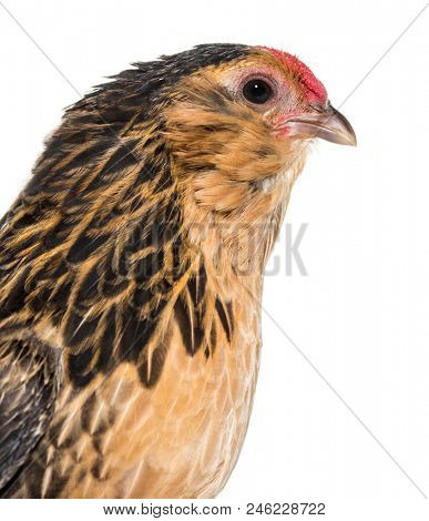 Barbu de Grubbe chicken against white background