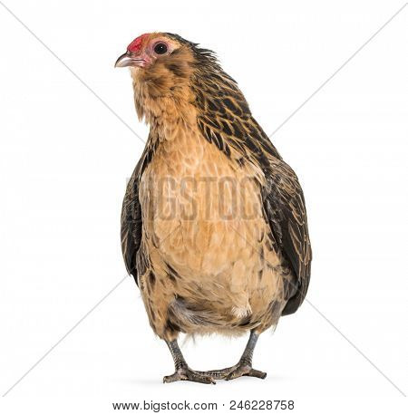 Barbu de Grubbe chicken, standing against white background