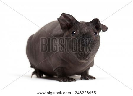 Skinny pig, Guinea pig against white background