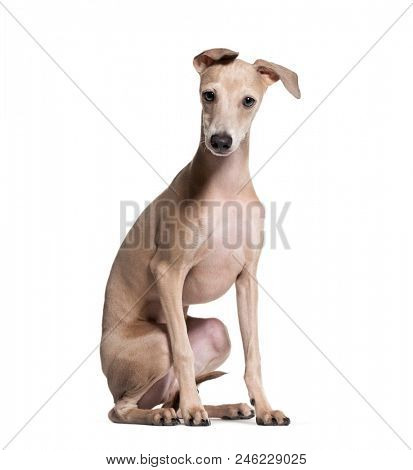 Italian Greyhound puppy, 4 months old, sitting against white background