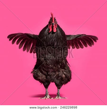 Orpington chicken standing against white background