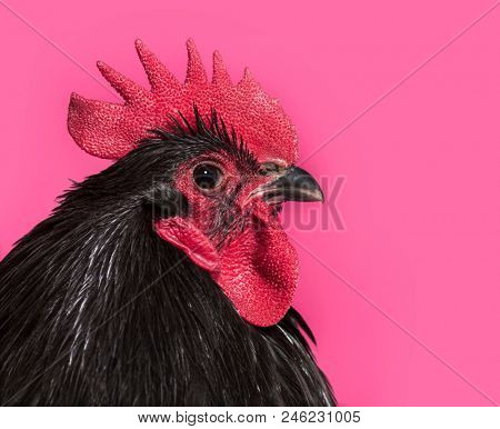 Orpington chicken against white background