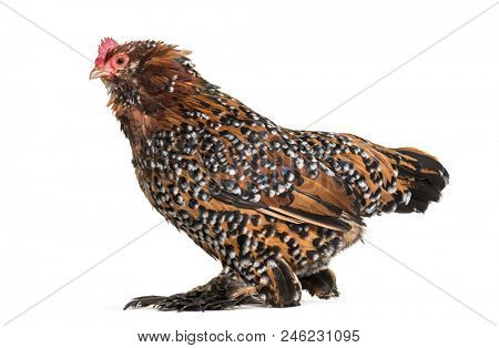 The Barbu d'Uccle or Belgian d'Uccle hen, standing against white background