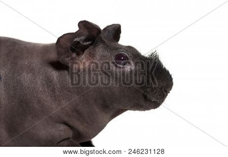 Skinny pig, Guinea pig against white background