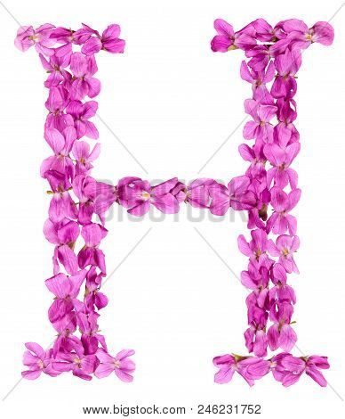 Letter H From Alphabet, From Flowers Of Violet, Isolated On White Background