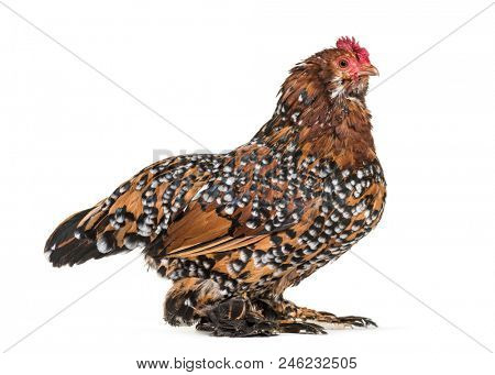 The Barbu d'Uccle or Belgian d'Uccle hen, standing against white background