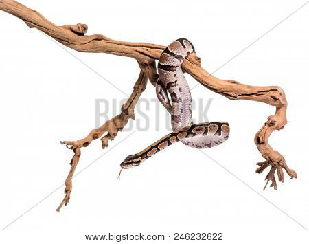 Python regius, against white background