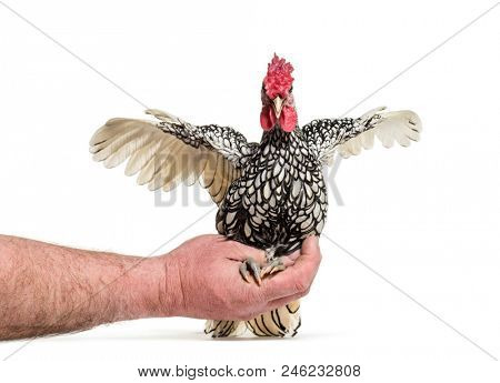 Sebright chicken, against white background