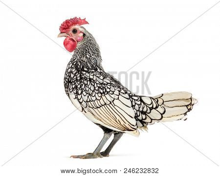 Sebright chicken, standing against white background