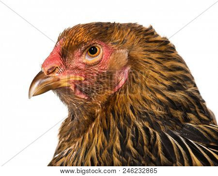 Brahma hen, close up against white background
