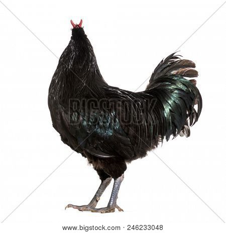 La Fleche chicken standing against white background
