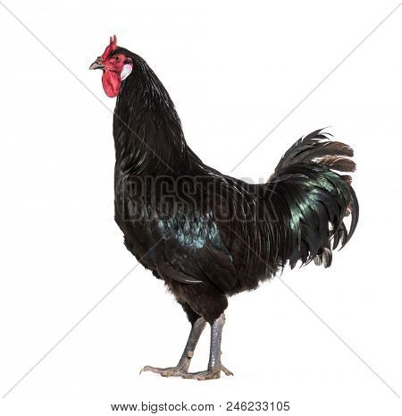 La Fleche chicken standing against white background