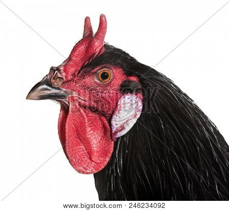 La Fleche chicken against white background