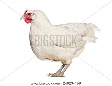 La Fleche chicken standing against white background