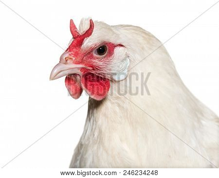 La Fleche chicken against white background