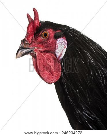 La Fleche chicken against white background