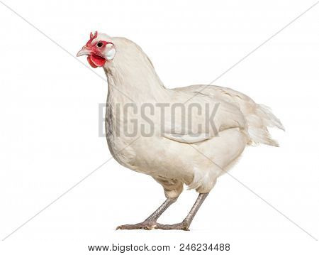 La Fleche chicken standing against white background