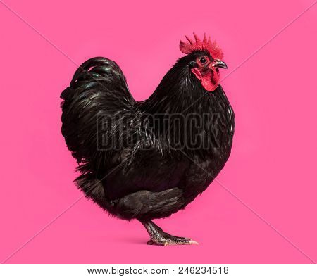 Orpington chicken standing against white background