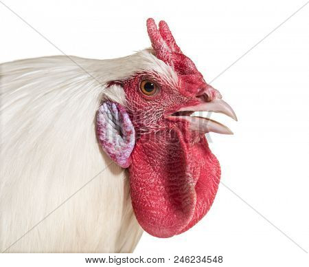 La Fleche chicken against white background
