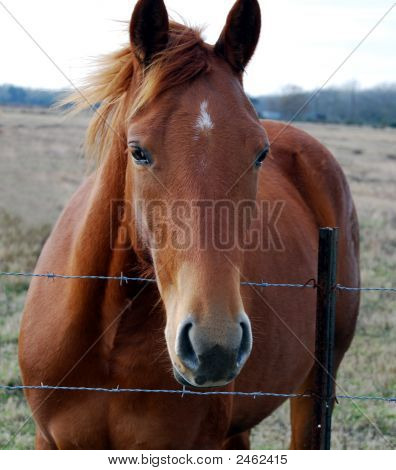 Brun hest