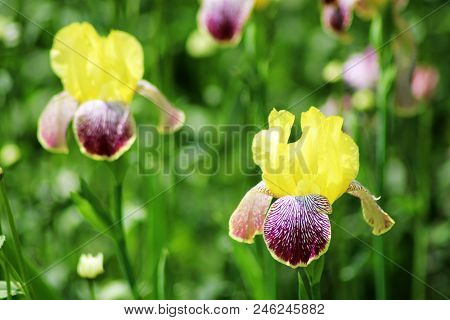 Close Up Of Purple Japanese Iris Flowers