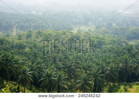 Arial view of palm plantation at east Asia.