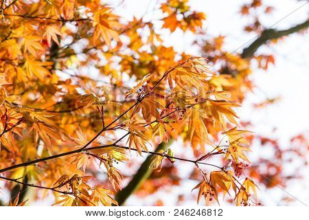 Red Maple Leaves On Tree In The Garden