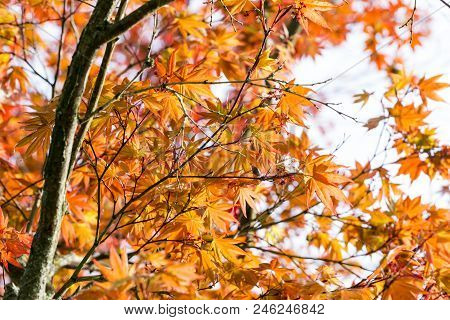 Red Maple Leaves On Tree In The Garden