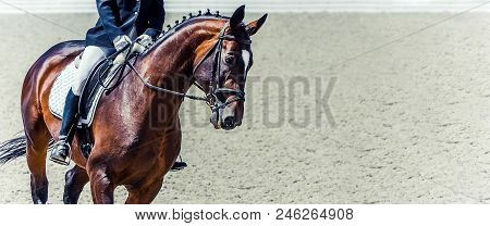 Dressage Horse And Rider. Sorrel Horse Portrait During Dressage Competition. Advanced Dressage Test.