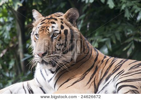 Bengal Tiger