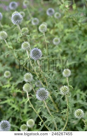 Southern Globethistle Flower Buds - Latin Name - Echinops Ritro