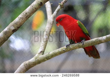 Red Macore Bird On Branches Of Tropical Trees In The Jungle,wildlife Is Rare And Endangered.