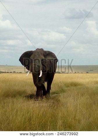 African Elephant, ( Loxodonta Africana) Tembo Or Ndovu.