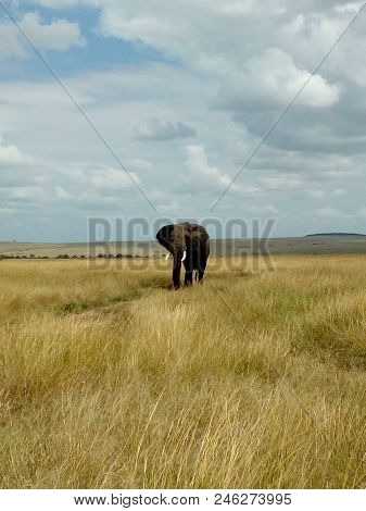 African Elephant ( Loxodonta Africana) Ndovu Or Tembo.
