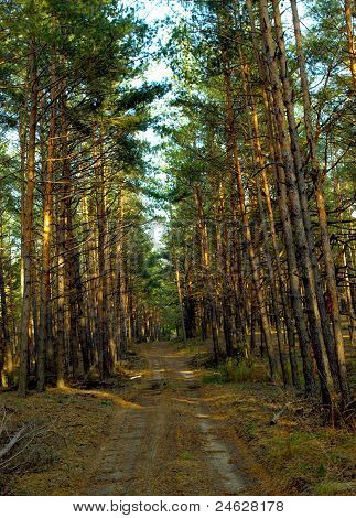 metsätie