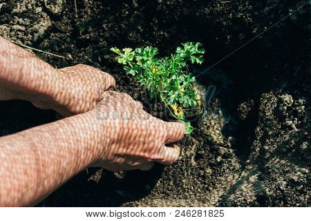Female Hands Plant A Green Plant In The Ground. On His Hands A Shadow From The Net. Hands In Pattern
