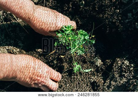 Female Hands Plant A Green Plant In The Ground. On His Hands A Shadow From The Net. Hands In Pattern