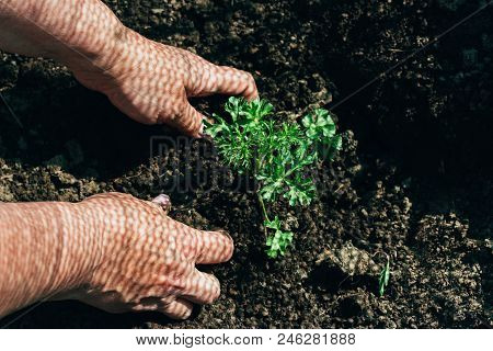 Female Hands Plant A Green Plant In The Ground. On His Hands A Shadow From The Net. Hands In Pattern