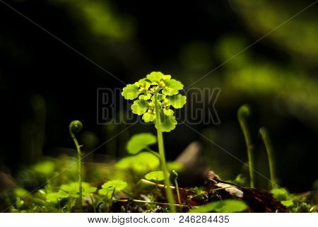 Tiny Plants In A Cave Illuminated By A Sunbeam On A Dark Background