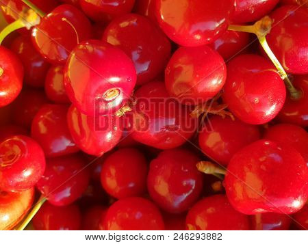 Sweet Bright Red Cherrie With Green Sticks