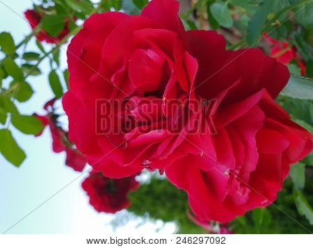 Two Scarlet Roses On A Bush In The Day, Close-up
