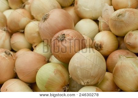 Cibule