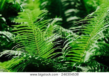 Group Of Green Fern Leaves In Sun Light In A Forest On Black Background.