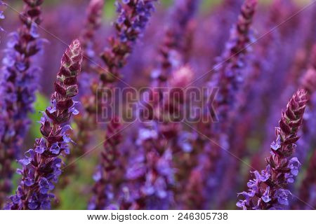 Lavender Flowers Are Known For Their Uses In The Cosmetic And Fragrence Industry.