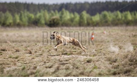 Whippet Dog Running. Coursing Training. Dog Running On The Field. Sunny Summer Day