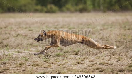 Whippet Dog Running. Coursing Training. Dog Running On The Field. Sunny Summer Day