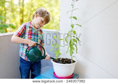 Active Little Preschool Kid Boy Watering Plants With Water Can At Home On Balcony. Little Child Help