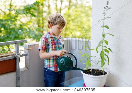 Active Little Preschool Kid Boy Watering Plants With Water Can At Home On Balcony. Little Child Help